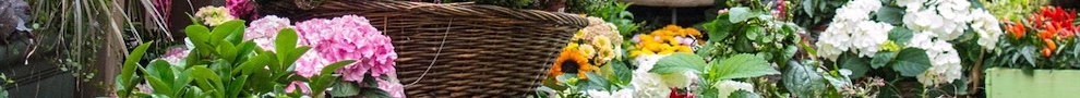 jardineros